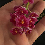 Flowering select Sarcochilus SP23/113
