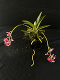 Flowering select Sarcochilus SP23/113