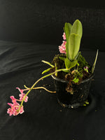Flowering select Sarcochilus SP23/113