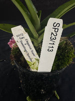 Flowering select Sarcochilus SP23/113