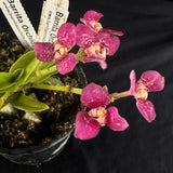 Flowering select Sarcochilus SP23/114