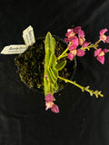 Flowering select Sarcochilus SP23/114