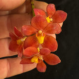 Flowering select Sarcochilus SP23/115