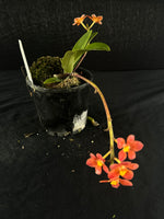 Flowering select Sarcochilus SP23/115