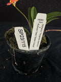 Flowering select Sarcochilus SP23/115