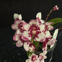 Flowering select Sarcochilus SP23/116