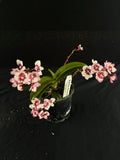 Flowering select Sarcochilus SP23/116