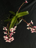 Flowering select Sarcochilus SP23/116