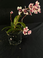 Flowering select Sarcochilus SP23/116