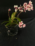 Flowering select Sarcochilus SP23/116