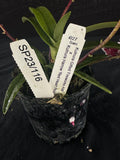 Flowering select Sarcochilus SP23/116