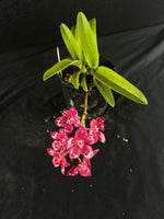 Flowering select Sarcochilus SP23/117