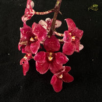 Flowering select Sarcochilus SP23/119