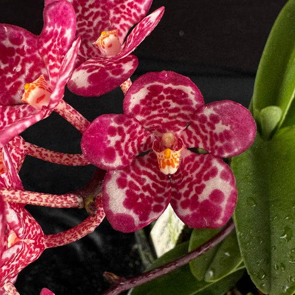 Flowered select Sarcochilus SP23/307