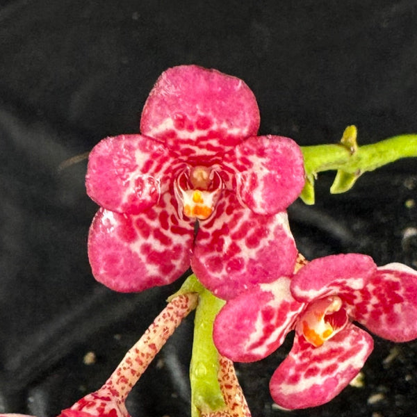 Flowered select Sarcochilus SP23/309