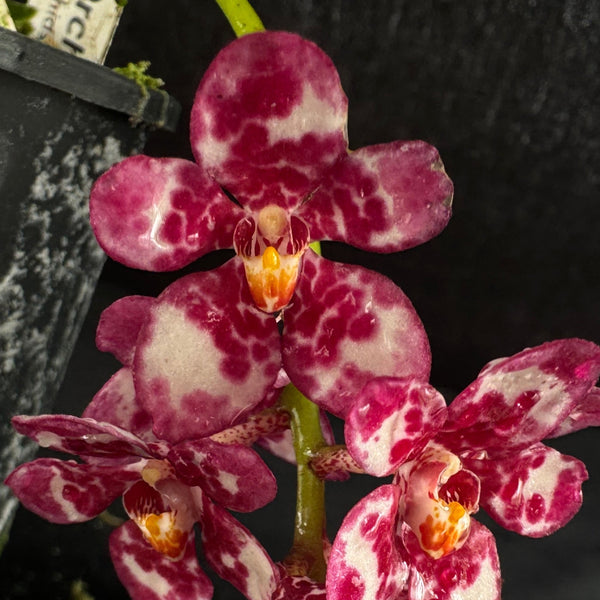 Flowered select Sarcochilus SP23/312