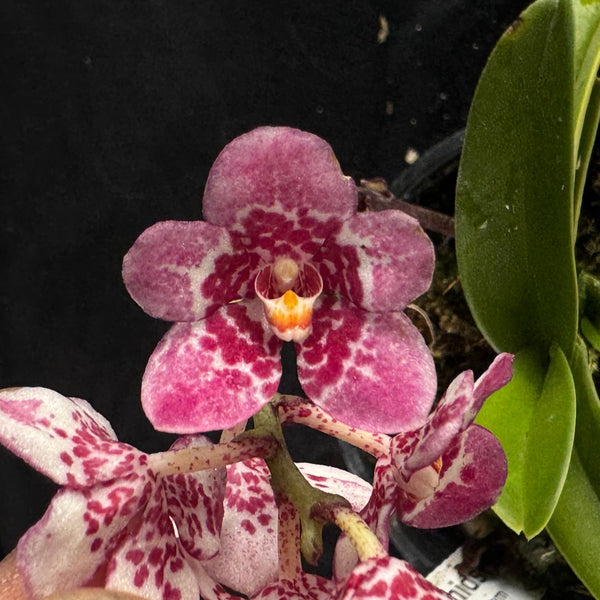 Flowered select Sarcochilus SP23/314