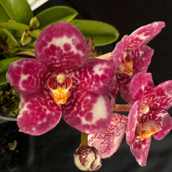 Flowered select Sarcochilus SP23/316