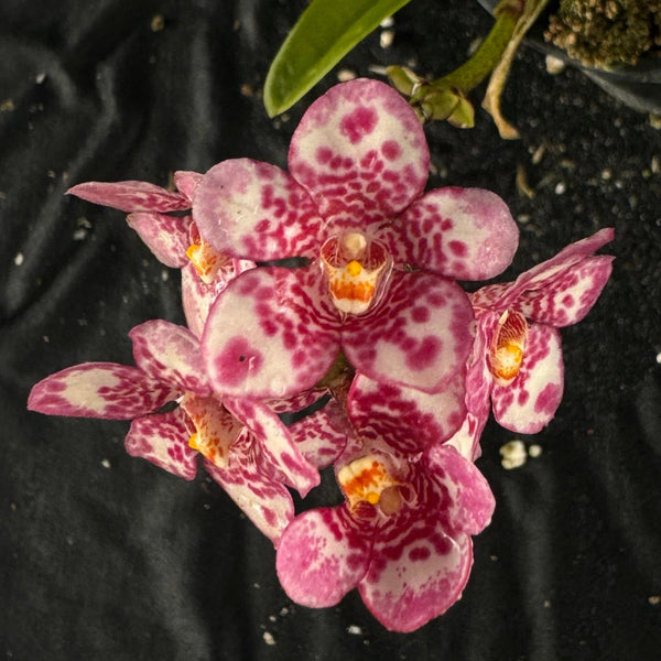 Flowered select Sarcochilus SP23/317