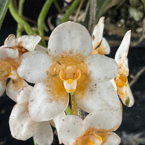 Flowered select Sarcochilus SP23/325
