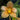 Flowering select Sarcochilus CC25/050