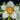 Flowering select Sarcochilus CC25/057