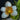 Flowering select Sarcochilus CC25/065