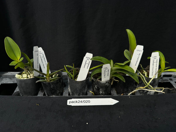Orchid Seedling  Pack24/020