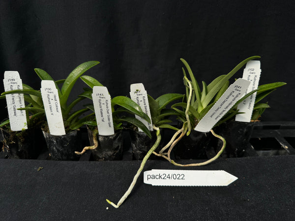 Orchid Seedling  Pack24/022