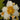 Flowering select Sarcochilus CC25/095