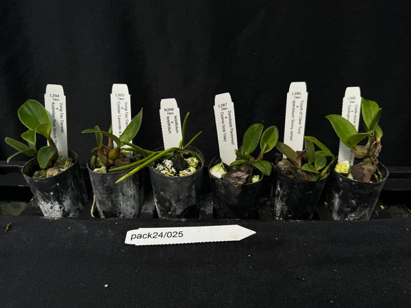 Orchid Seedling  Pack24/025