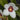 Flowering select Sarcochilus CC25/096