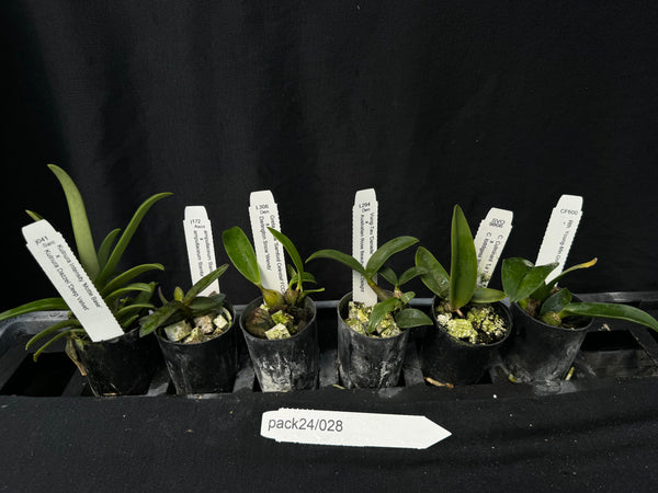 Orchid Seedling  Pack24/028