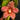 Flowering select Sarcochilus CC25/098