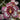 Flowering select Sarcochilus CC25/100