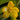 Flowering select Sarcochilus CC25/067