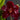 Flowering select Sarcochilus CC25/074