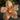Flowering select Sarcochilus CC25/112