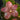 Flowering select Sarcochilus CC25/114