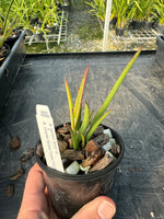 100mm Cattleya Orchid Seedling SVO10038 (B. perrinii 'Ruben' x B. nodosa 'Susan Fuchs' FCC/AOS)