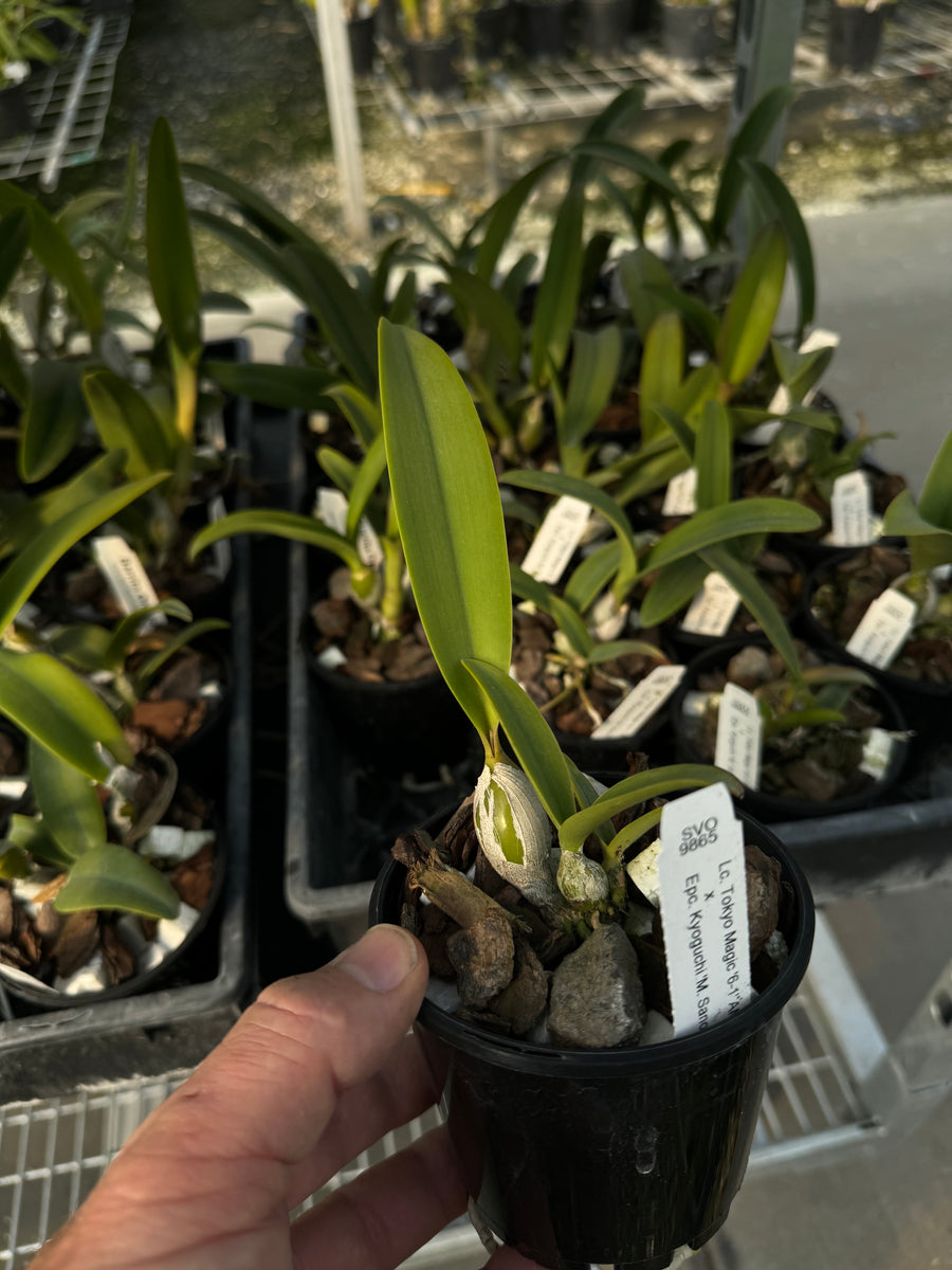 100mm Cattleya Orchid Seedling Lc Tokyo Magic 6 1 Amaos X Epc Ky Barrita Orchids