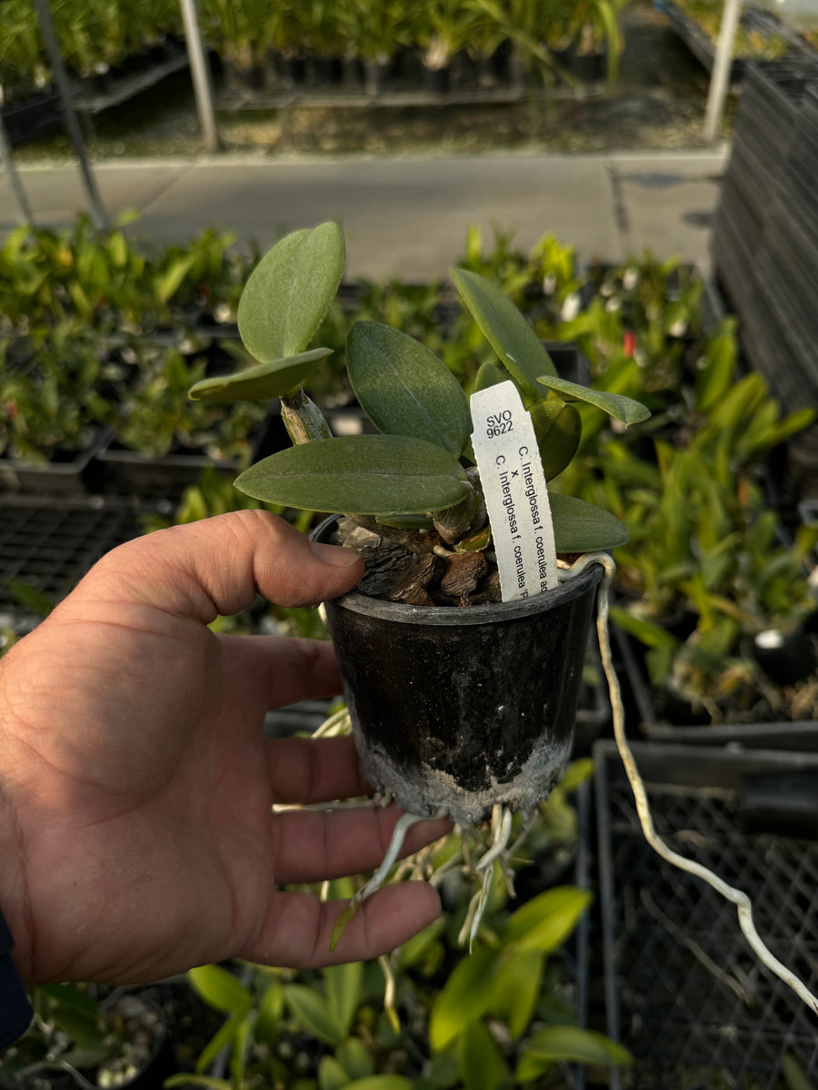 100mm Cattleya Orchid Seedling C. Interglossa f. coerulea aquinii 'SVO ...