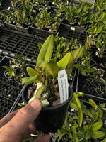 100mm Cattleya Orchid Seedling (Lc. Spring Fires 'Lynette #3' x Pot. Star Fire 'SVO' AM/AOS)