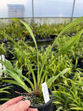 100mm Cymbidium Orchid Seedling K024 (Barrita Rex 'Alicia' x Khan Fury 'Black plum')