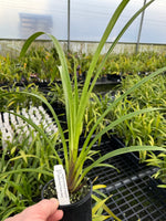 100mm Cymbidium Orchid Seedling K022 (Barrita Eminence 'Supreme' x Barrita Floss 'Flower dress')