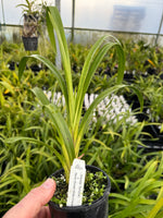 100mm Cymbidium Orchid Seedling JG20027 (Joanstar 'Sensuous' x Never Snows 'White Empress')