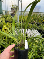 100mm Cymbidium Orchid Seedling JG20047 (Dural Dream 'Supreme' x Lancashire Khan 'Evie')