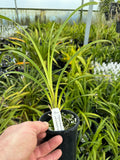 100mm Cymbidium Orchid Seedling JG20014 (Elisabeth Rickard 'Look at Me' X Joan's Charisma 'Vanity')