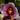 Flowering select Sarcochilus CC25/204