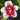 Flowering select Sarcochilus CC25/209